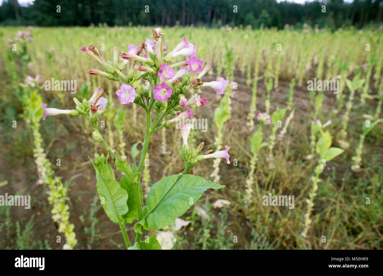 Field of tobacco plants growing in a field the Augustow region of north east Poland August 2007 Stock Photo