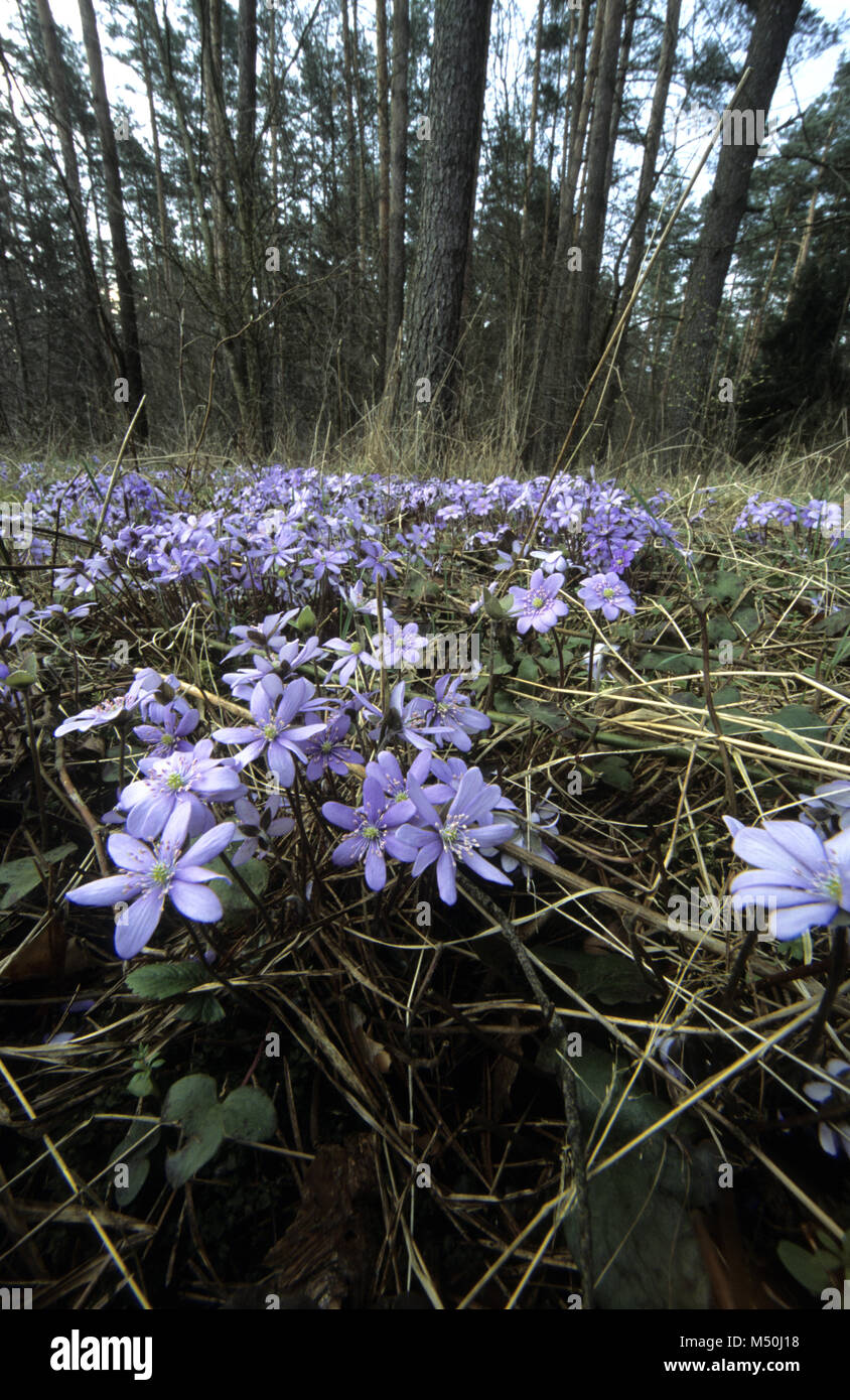 Hepatica flowers on the forest floor in the Augustow Forest in NE Poland, Stock Photo