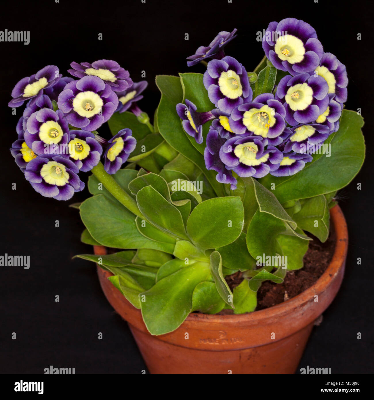 Primula auricula 'Merridale' in a terracotta plant pot isolated on a black background Stock Photo