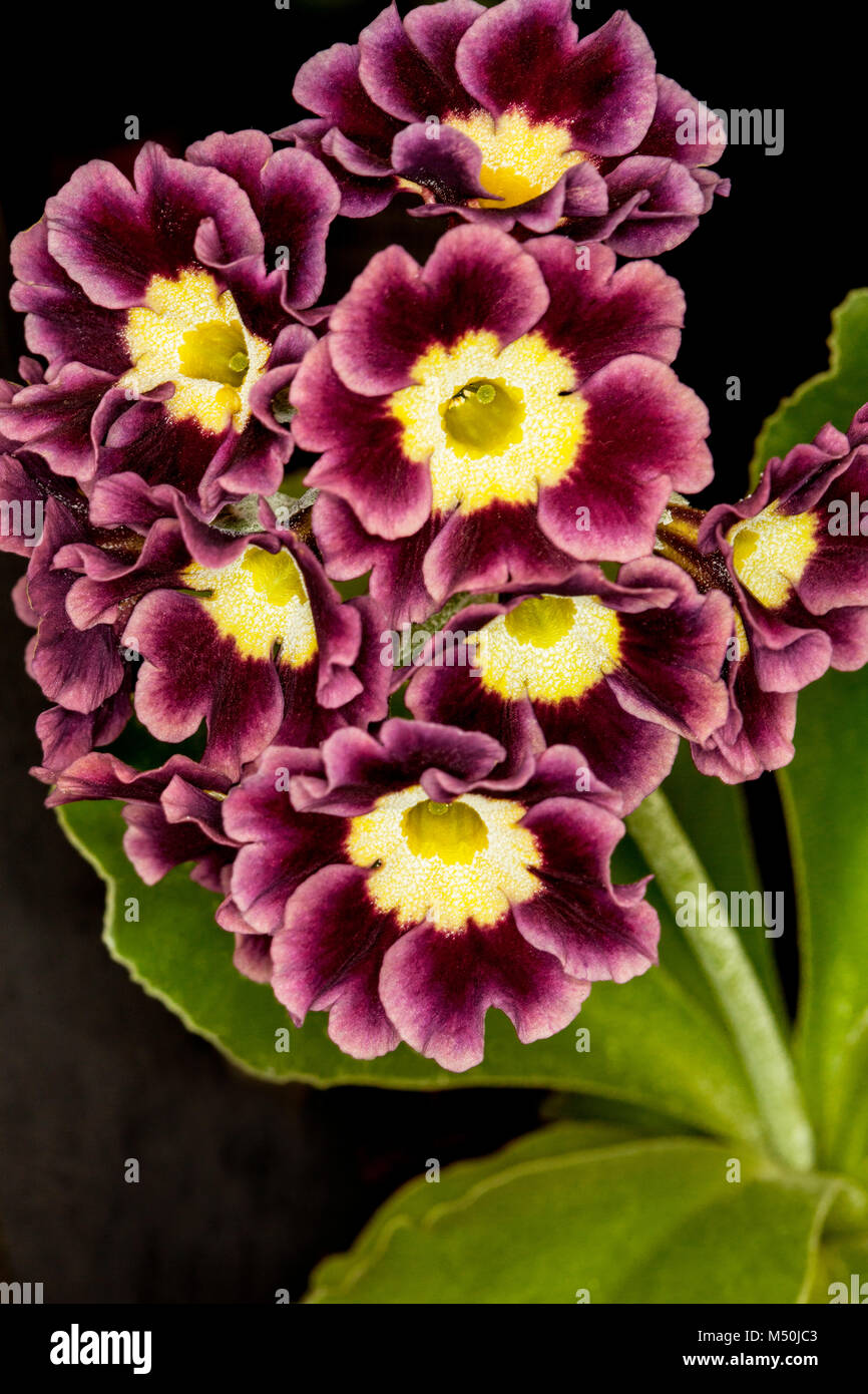 A dark red Primula auricula isolated on a black background Stock Photo