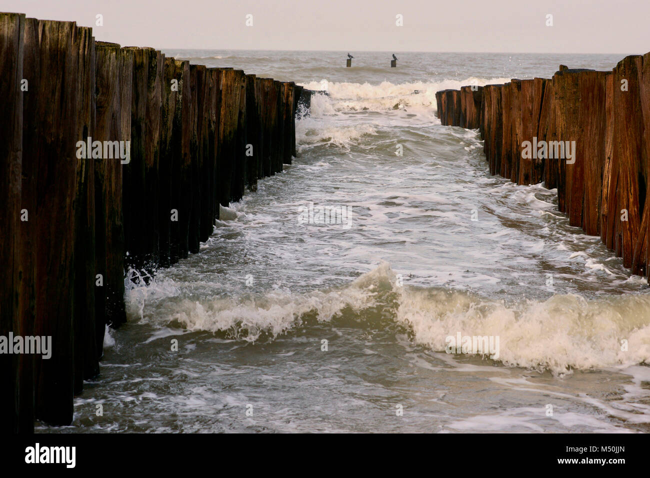 Wooden breakwater with stormy sea and two seagulls sitting on poles in the back. High tide at the north sea coast of the netherlands. Stock Photo