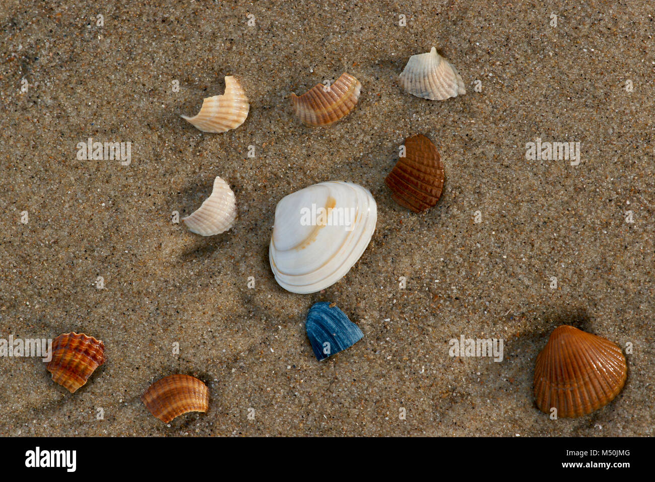 Pastel White Sea Shells Background Small Shells Closeup Sea Shell