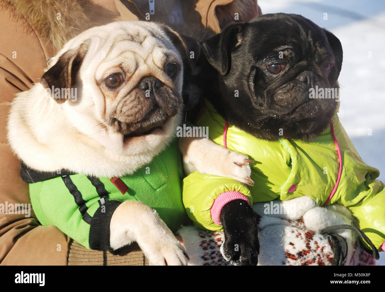 two funny dog clothes Stock Photo Alamy