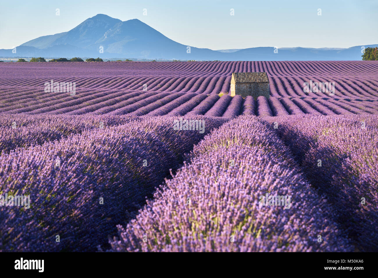 Lavender fields in Plateau de Valensole with stone house in Summer. Alpes de Haute Provence, PACA Region, France Stock Photo