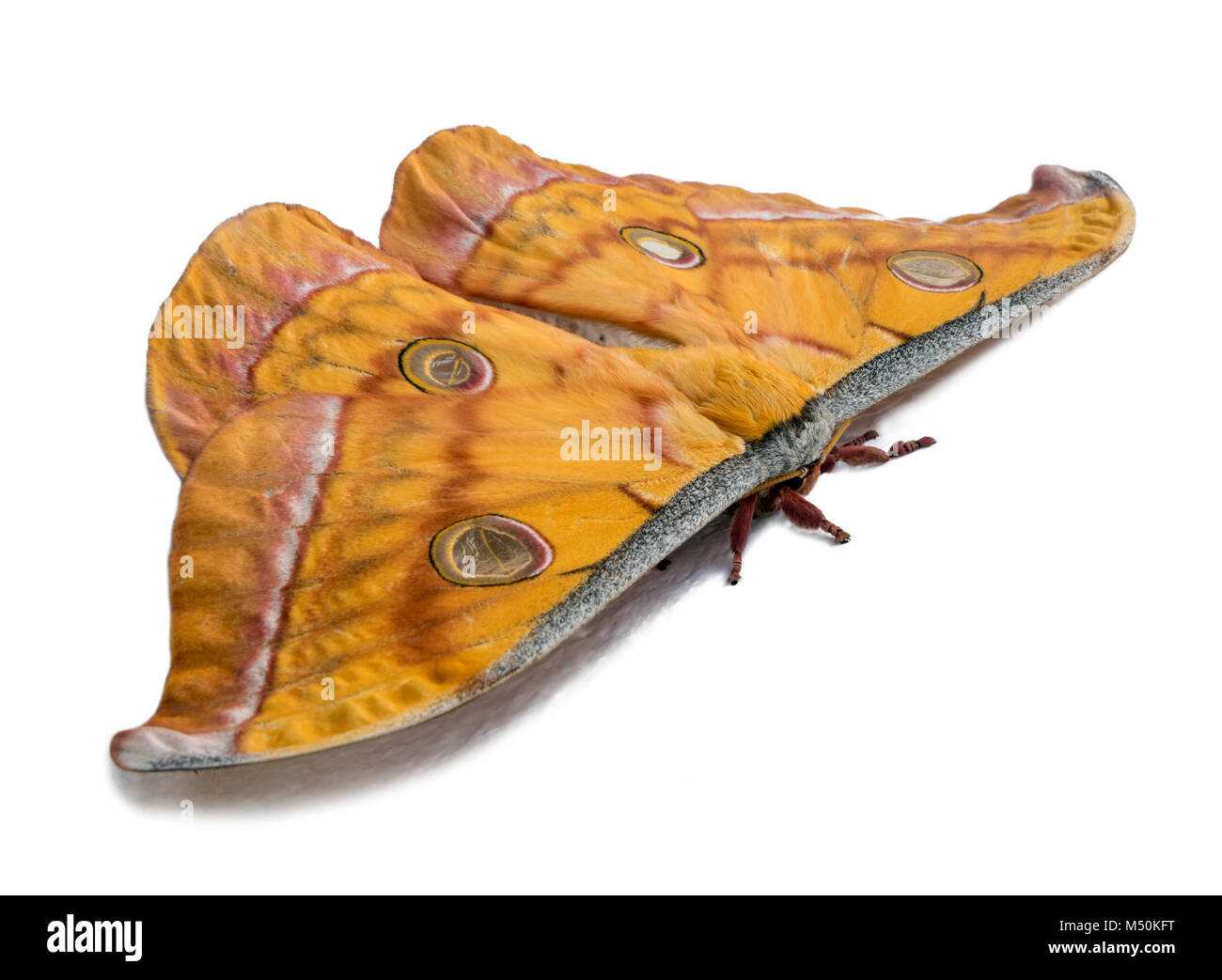 Tussar silk moth ( Antheraea paphia ) isolated on the white background. Tropical butterfly lepidoptera. Stock Photo