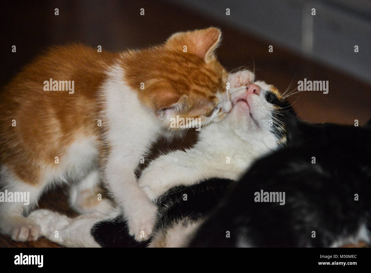 A ginger and white kitten licking its mother Stock Photo