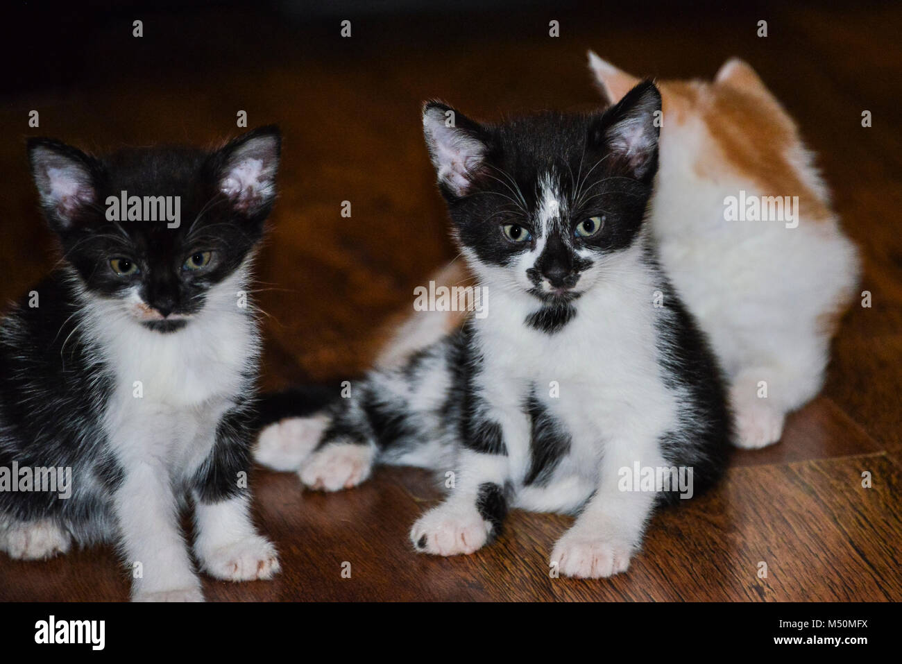 Black and white kittens Stock Photo Alamy