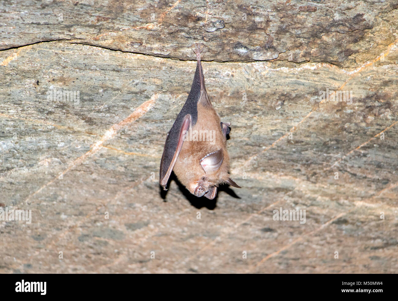 The bat hangs upside down. Bat in the cave, Thailand. Stock Photo