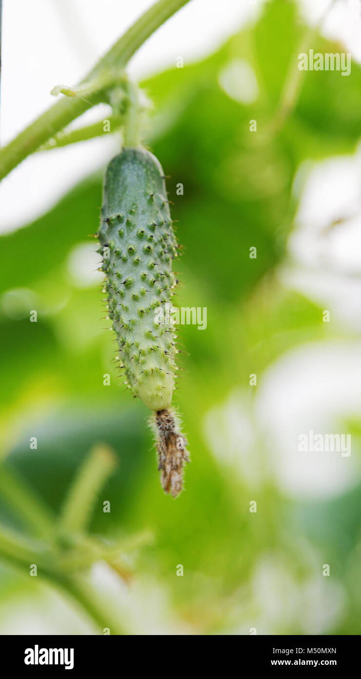 green cucumber hangs on a bush Stock Photo