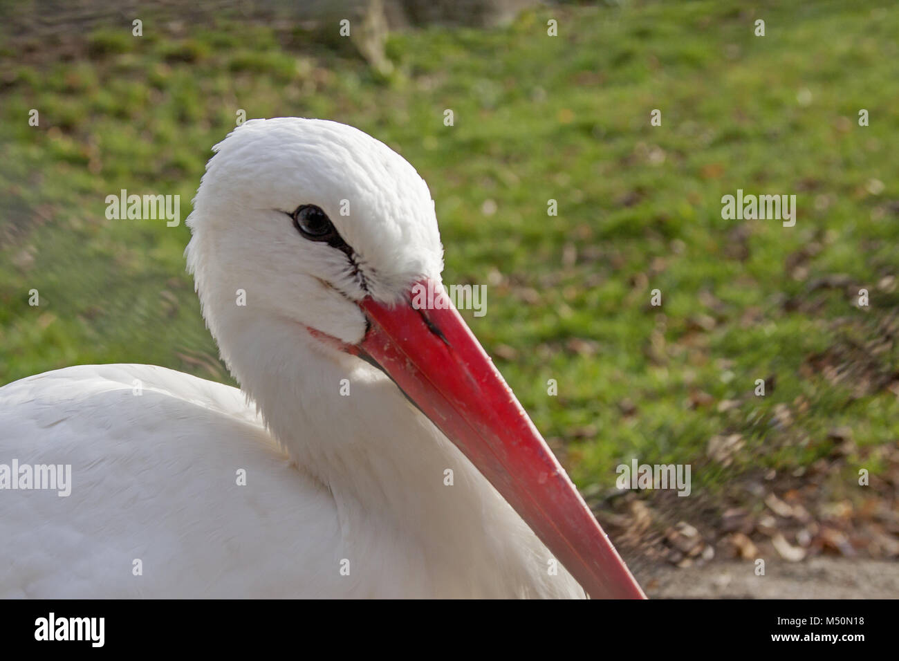 White Stork Ciconia ciconia Stock Photo