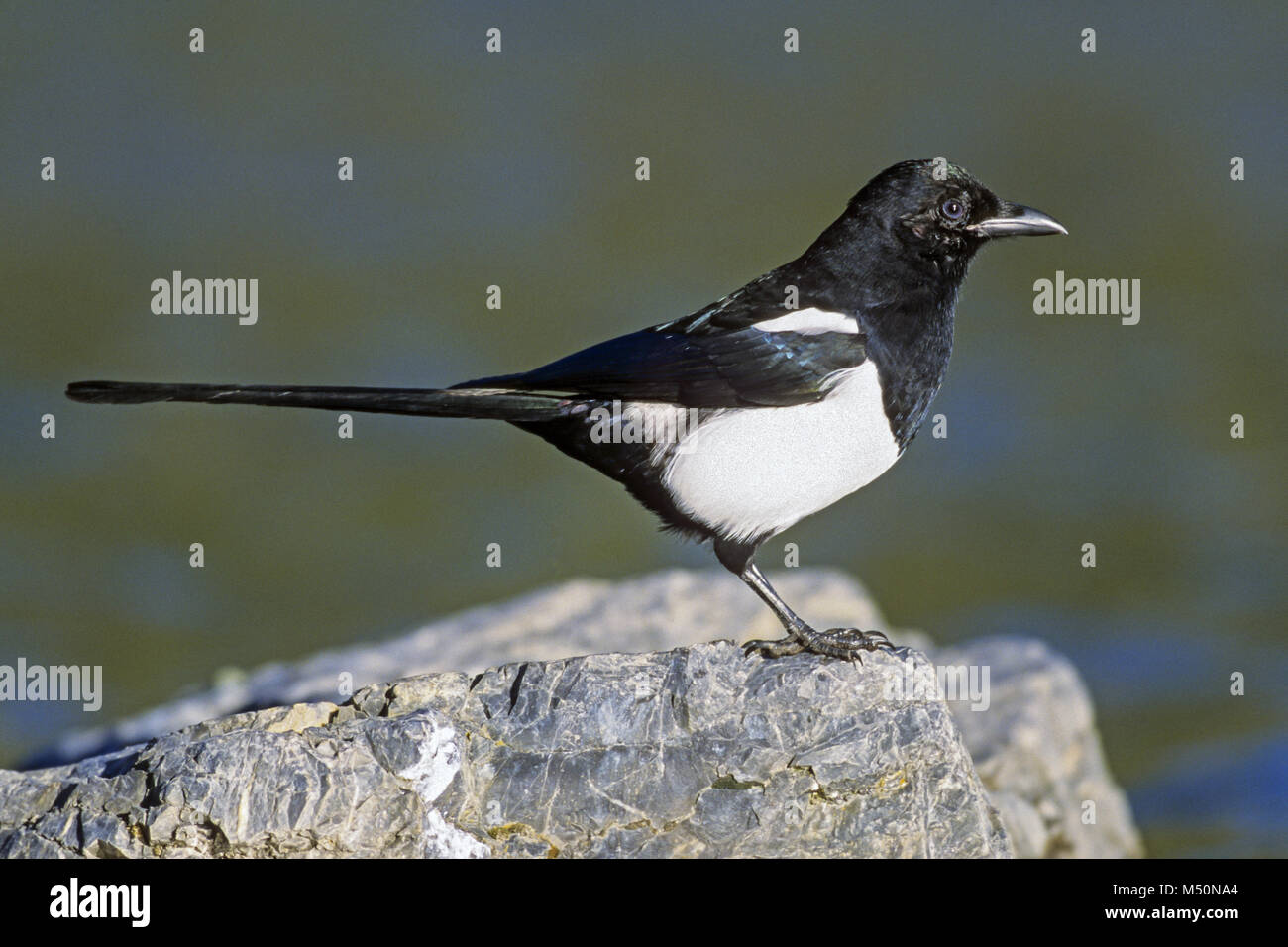 Black-billed Magpie / American Magpie Stock Photo
