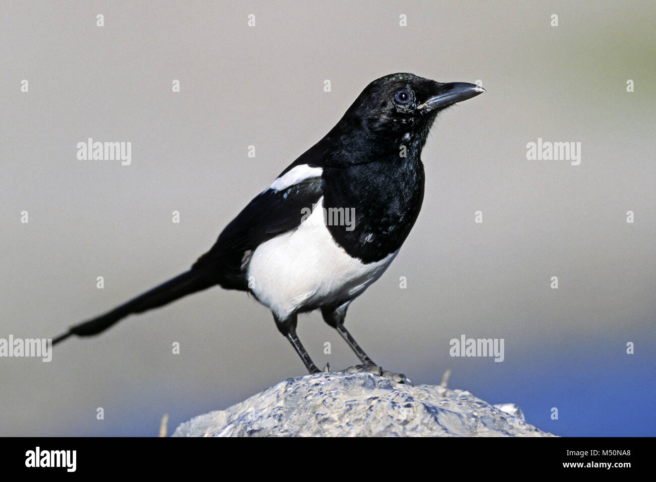 Black-billed Magpie / American Magpie Stock Photo