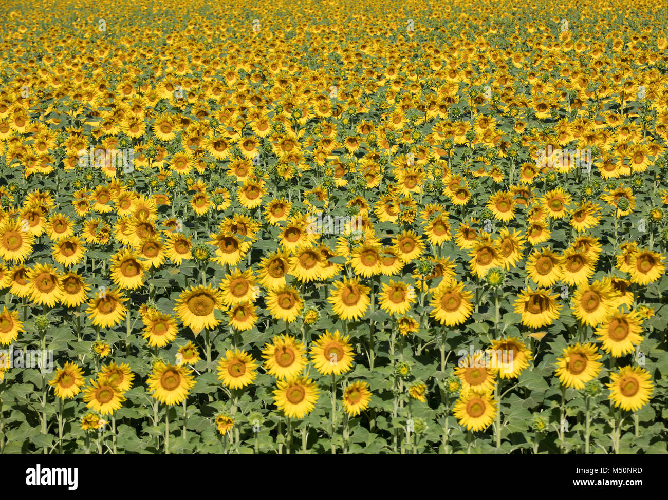 Sunflowers field near Arles in Provence, France Stock Photo Alamy