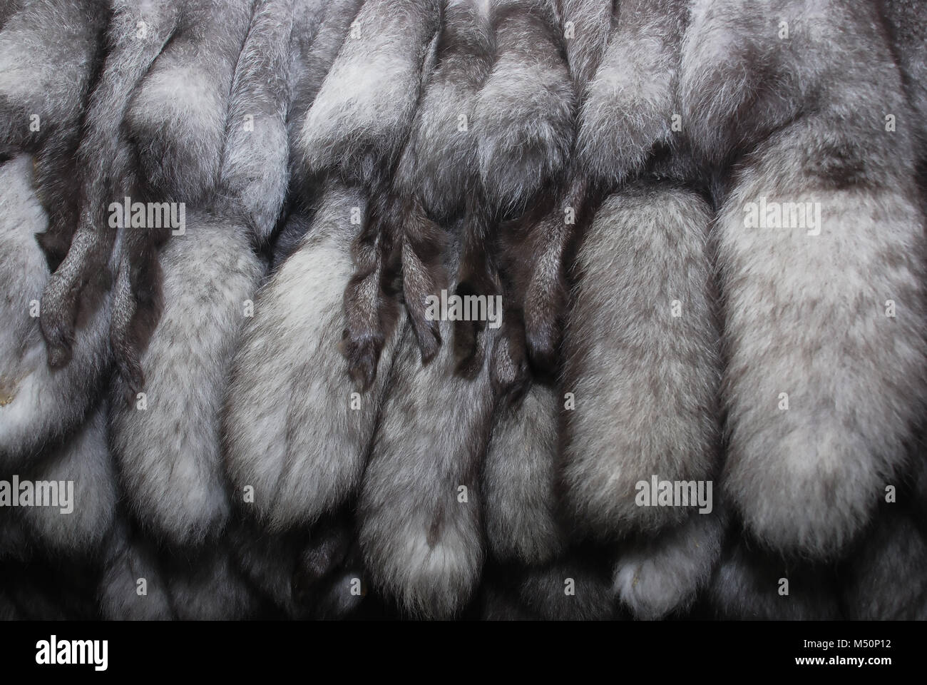 furs of polar fox Stock Photo