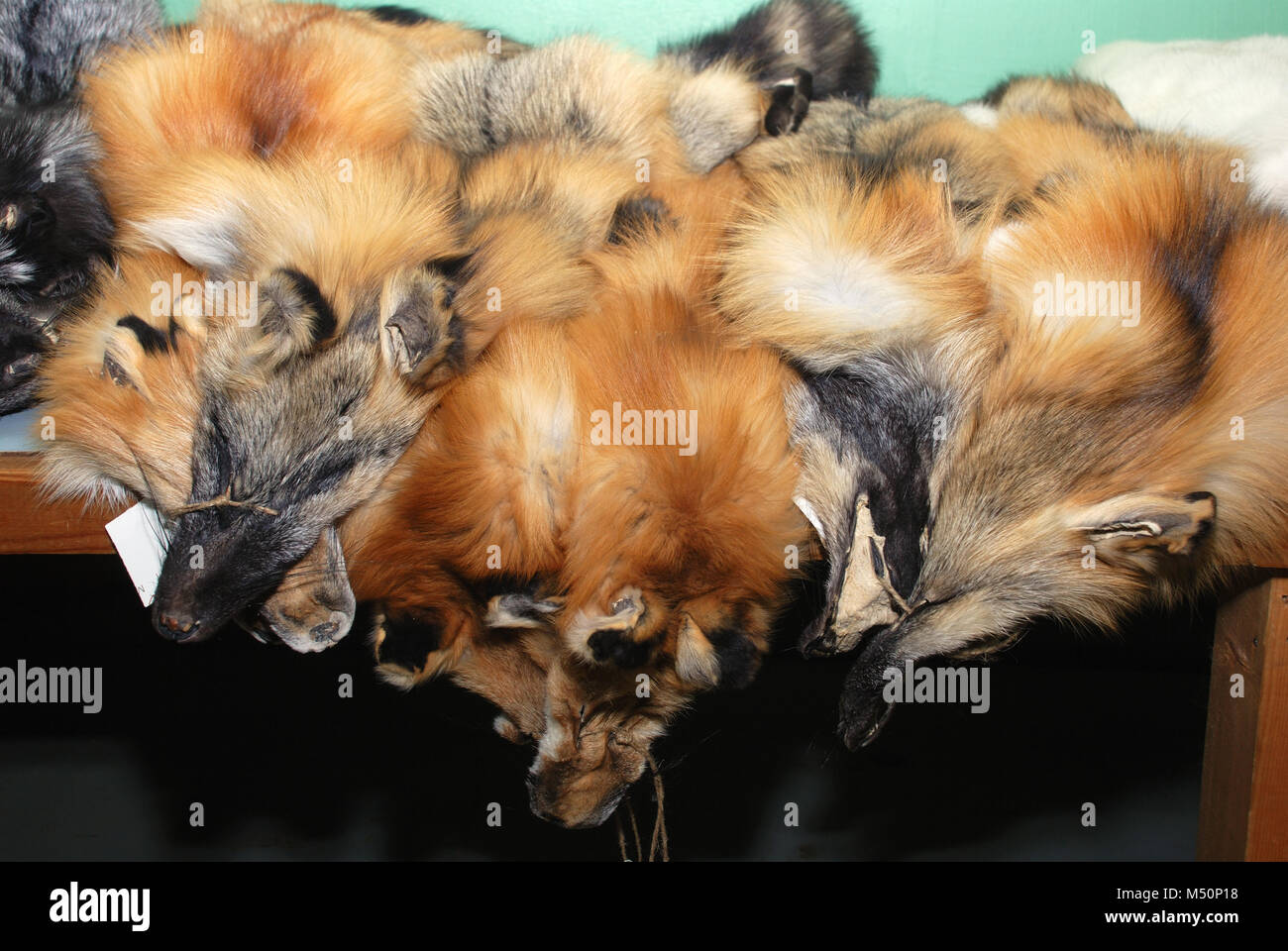furs of red fox Stock Photo