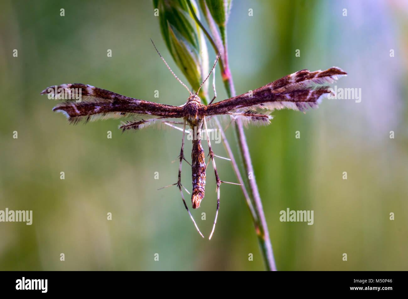 Genae Insect Insect antennas hi-res stock photography and images - Alamy
