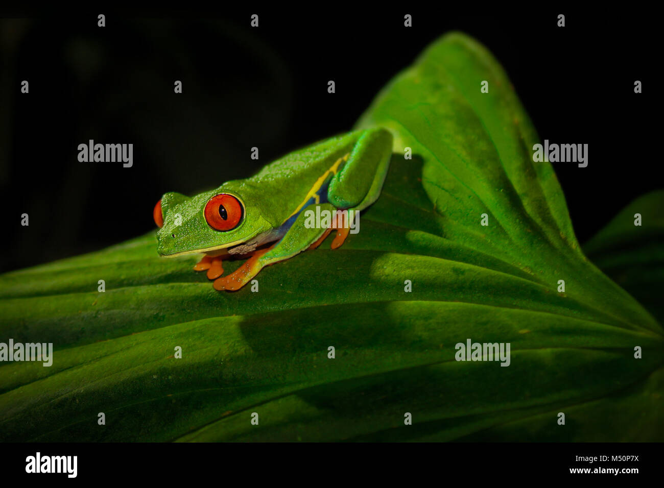 Red-Eyed Tree Frog before jumping Stock Photo