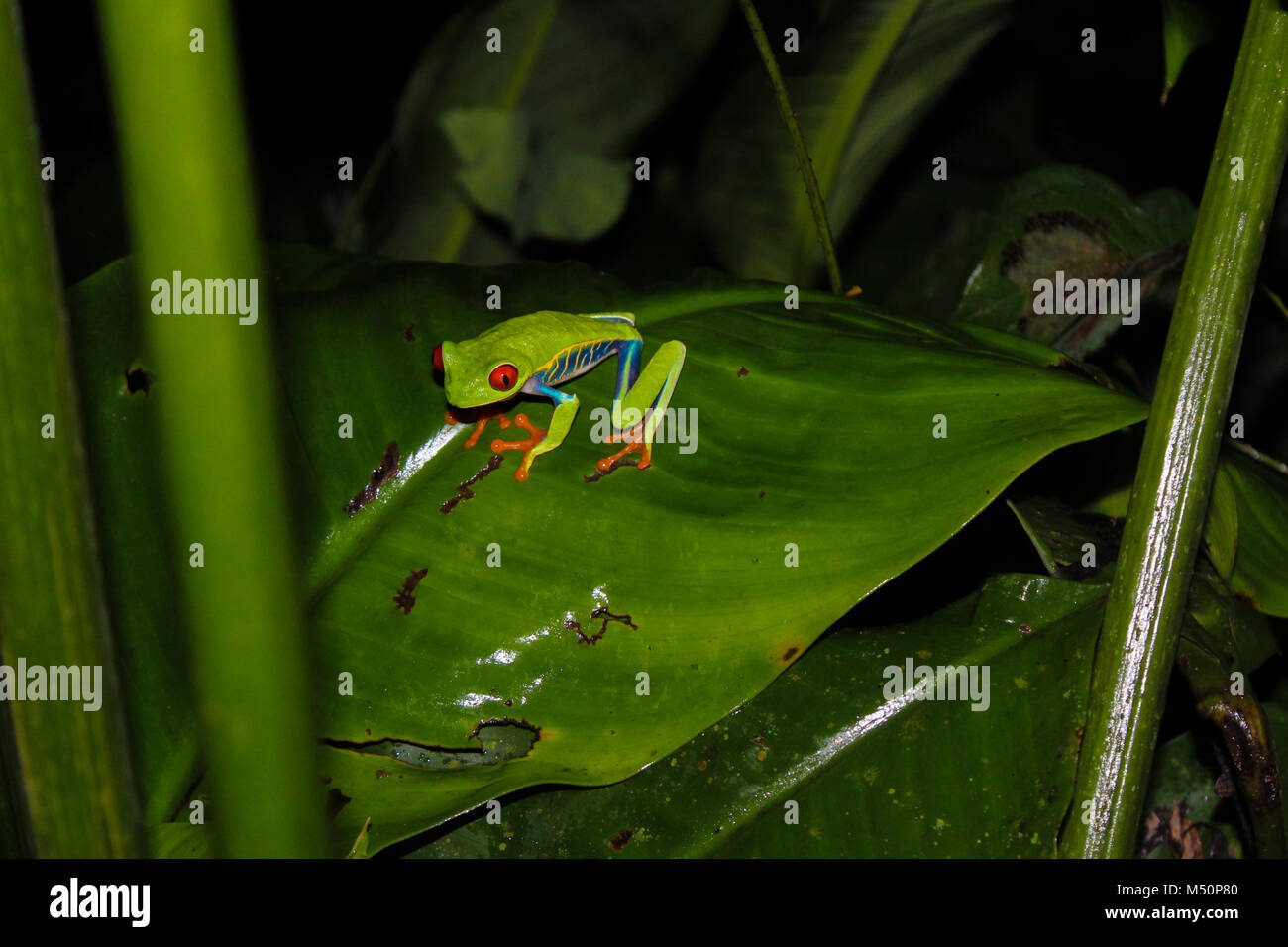 Red-Eyed Tree Frog at night in a rain forest Stock Photo