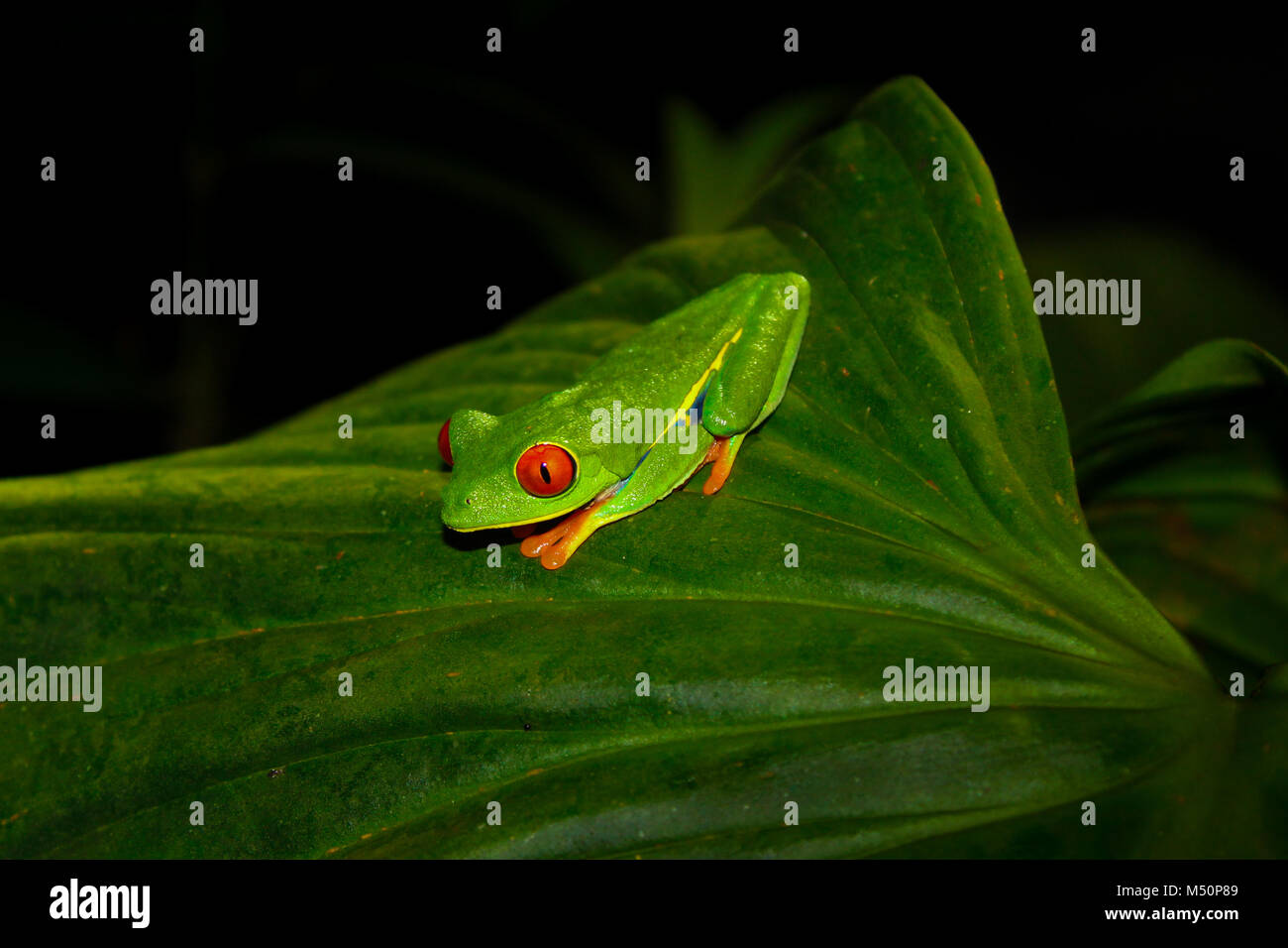 Red-Eyed Tree Frog at night in Costa Rican rain forest Stock Photo