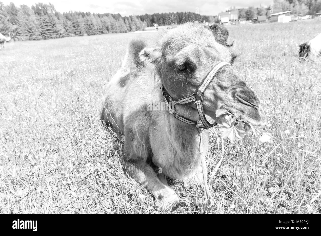 Grey camel Black and White Stock Photos & Images - Alamy