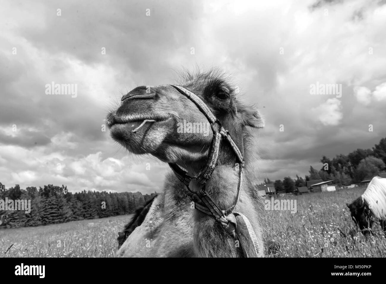 Grey camel Black and White Stock Photos & Images - Alamy