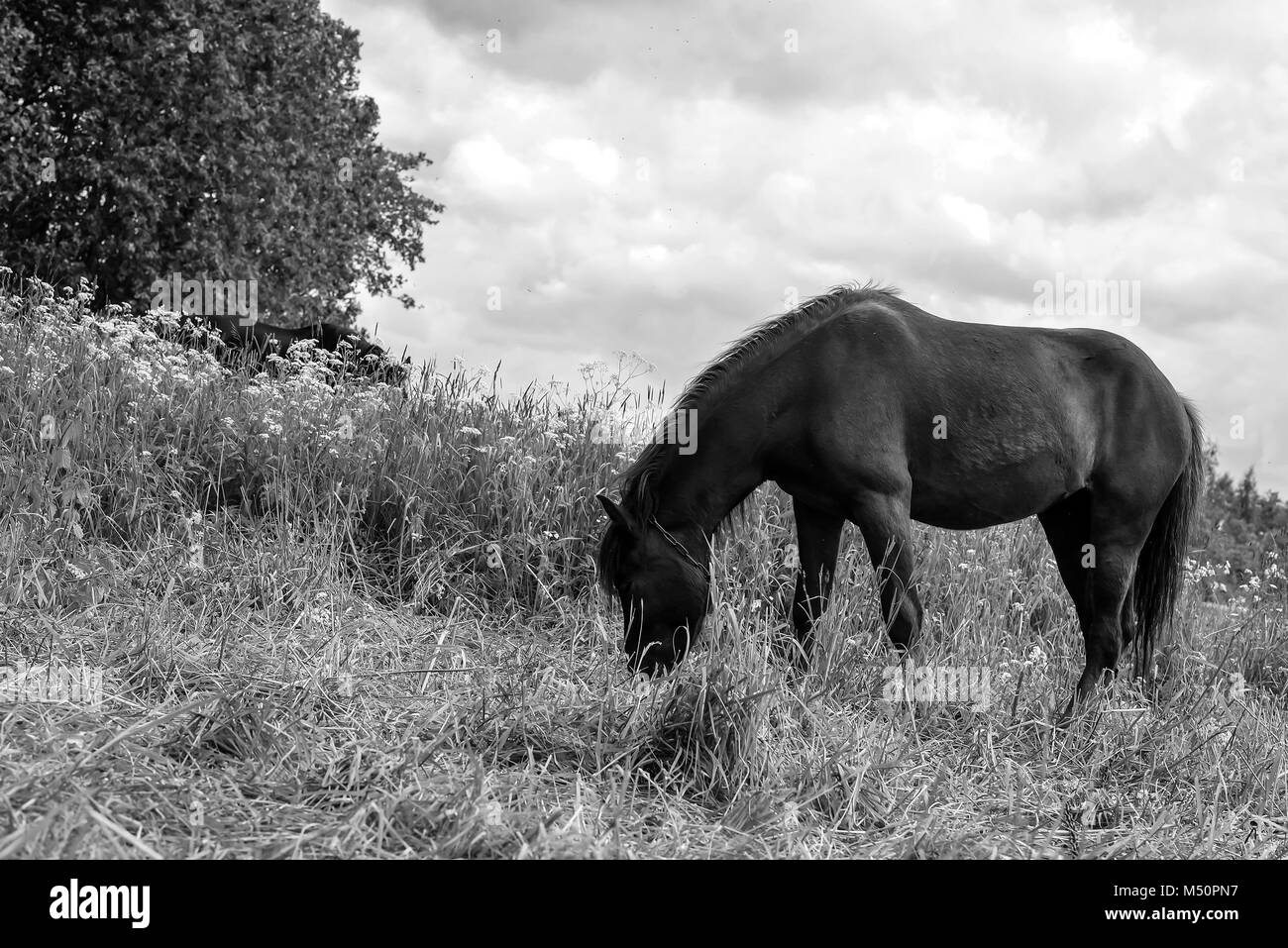 Horse grazing in field day black and white poster Stock Photo - Alamy