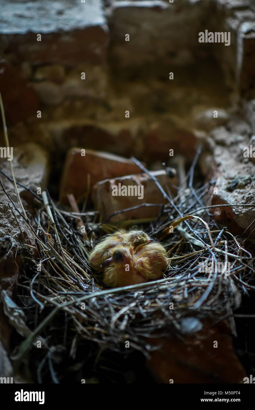 Little Chicks in the nest in the attic Stock Photo Alamy