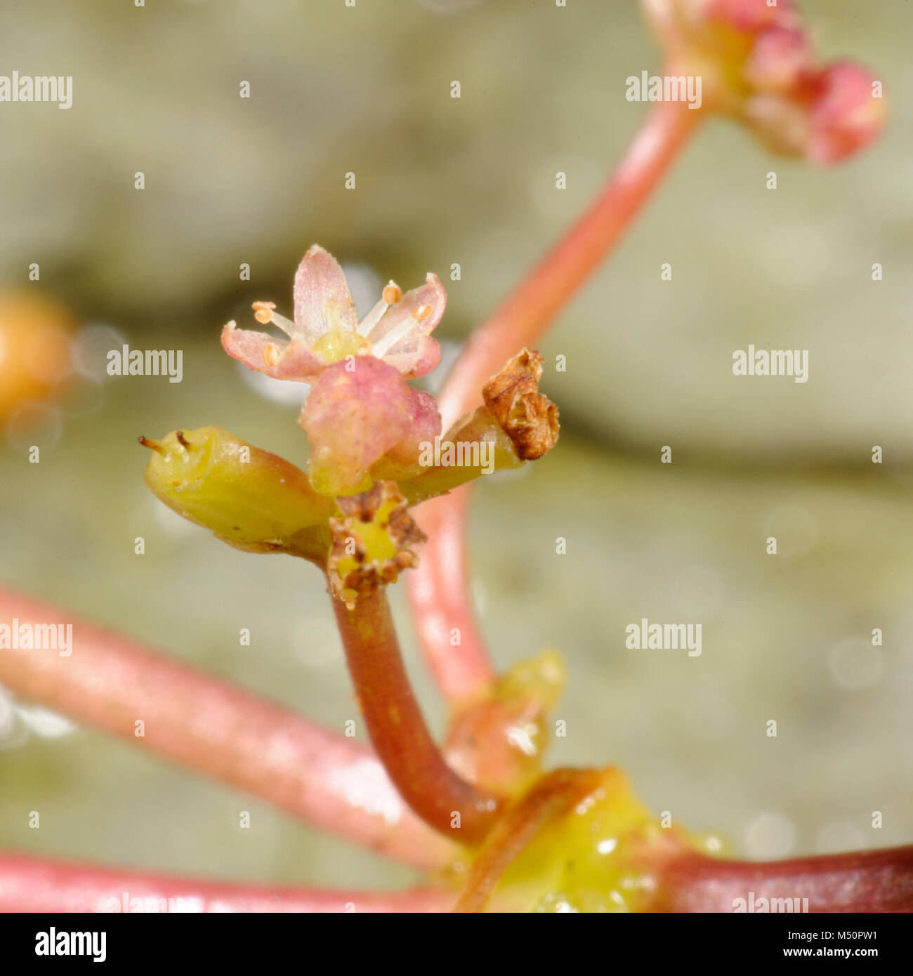 Marsh Pennywort, Hydrocotyle vulgaris, flower and fruit Stock Photo