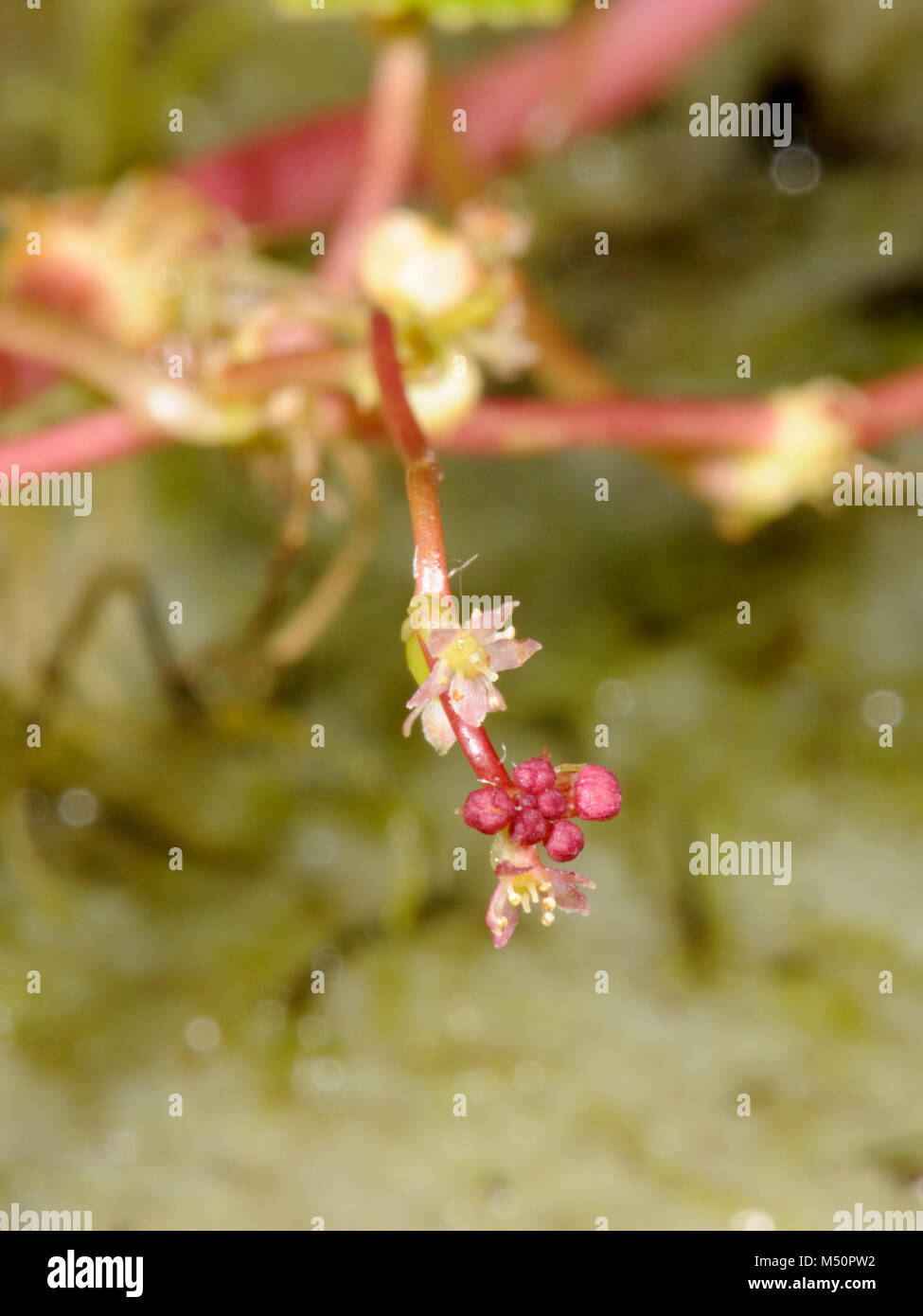 Marsh Pennywort, Hydrocotyle vulgaris, inflorescence / umbel Stock Photo