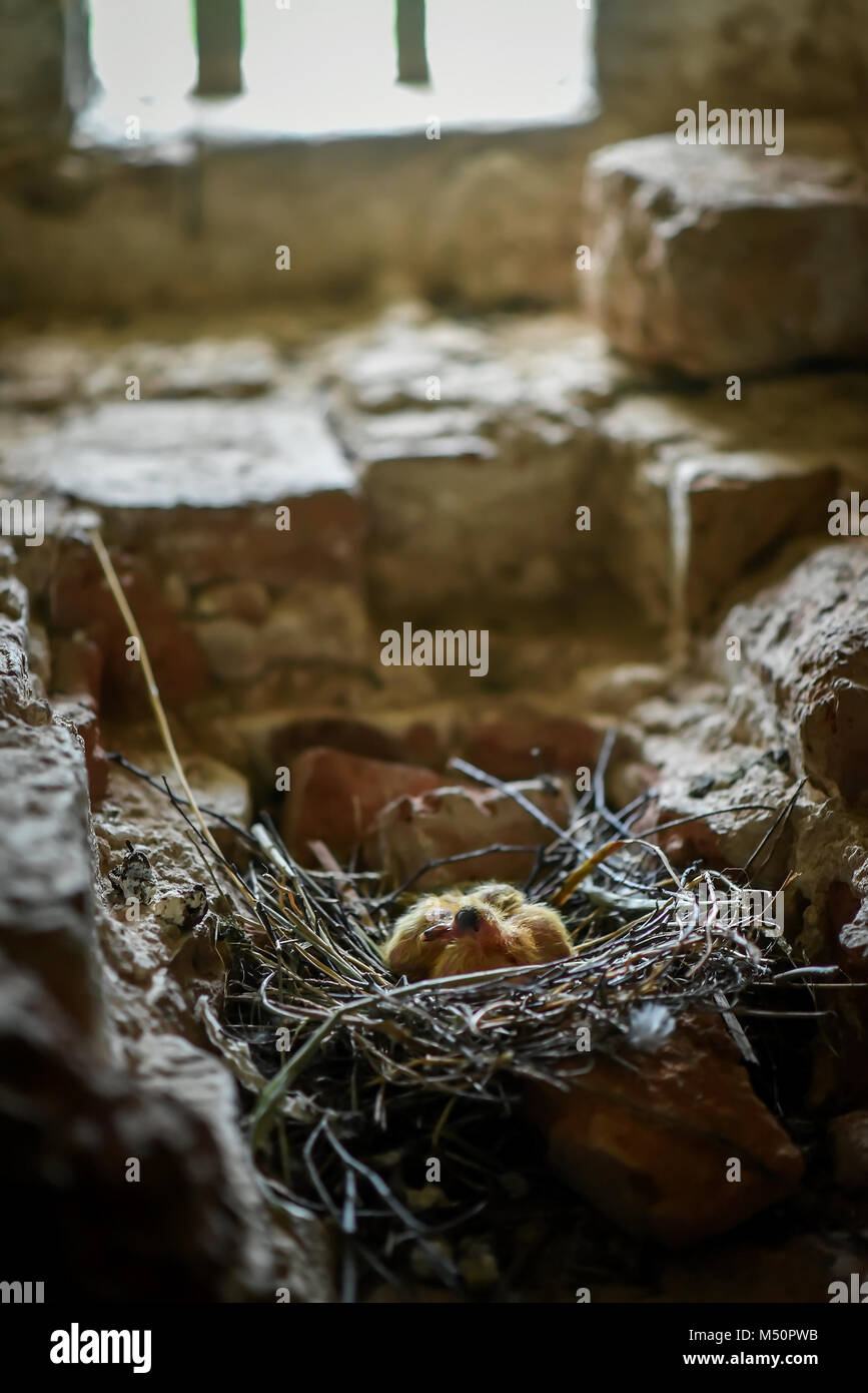 Little Chicks in the nest in the attic Stock Photo Alamy