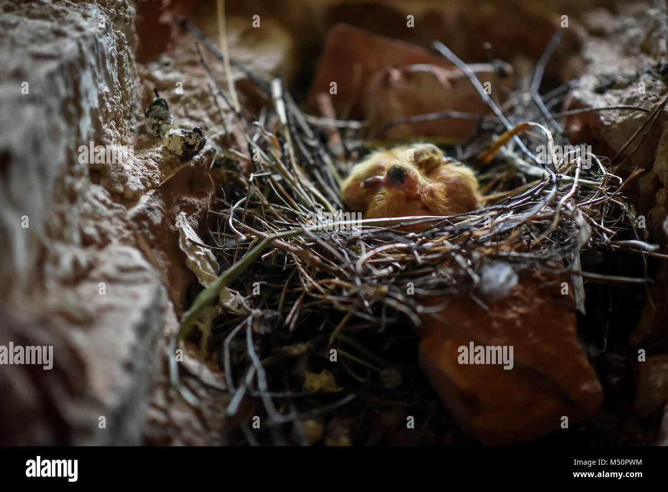Little Chicks in the nest in the attic Stock Photo Alamy