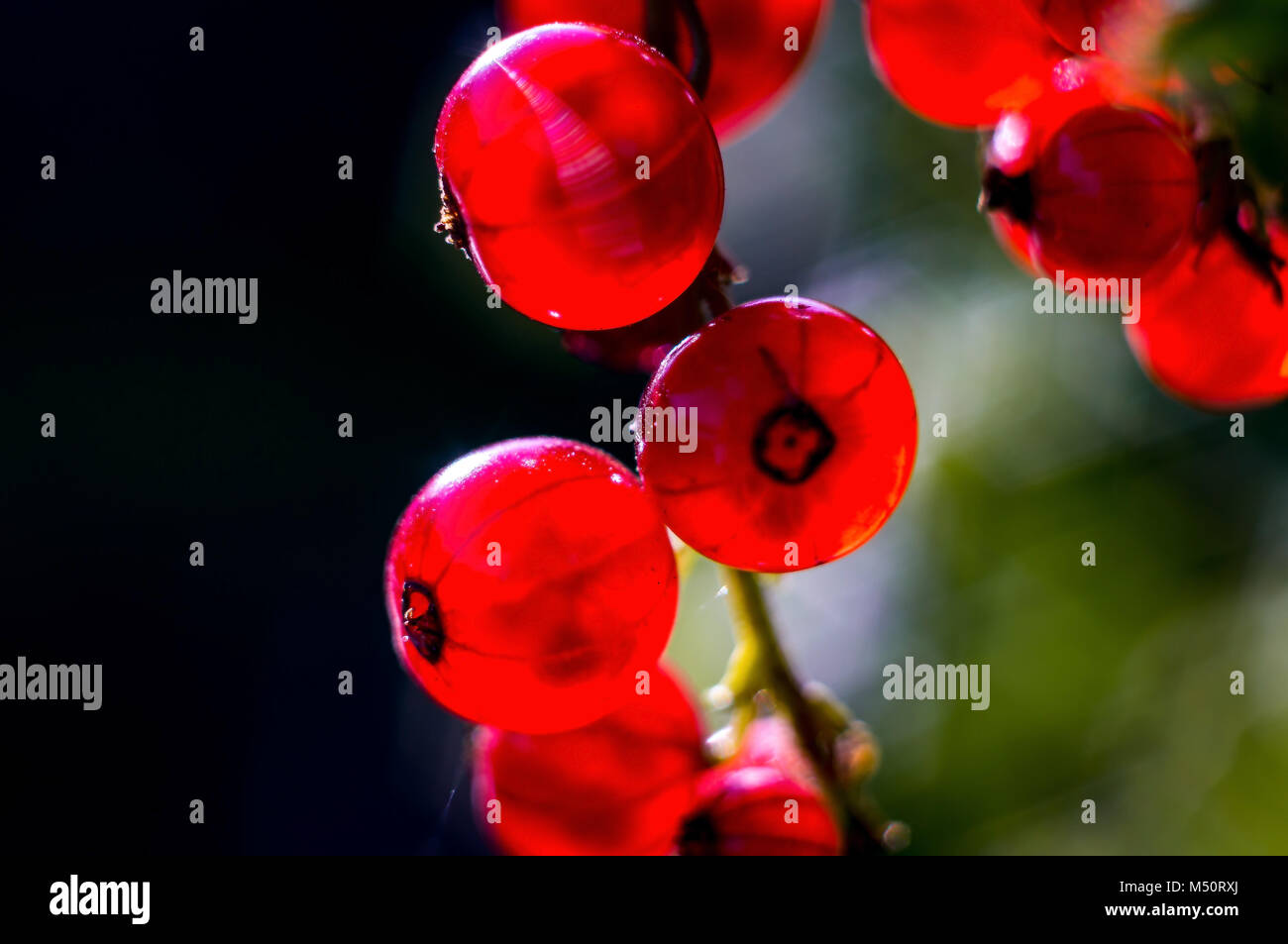 Red Berries Stock Photo Alamy