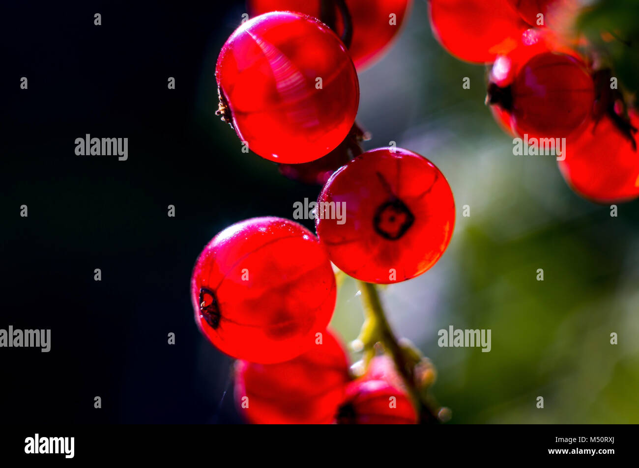 red berries Stock Photo Alamy
