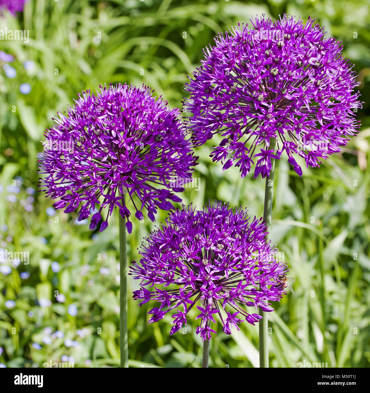Giant allium Allium giganteum Stock Photo Alamy