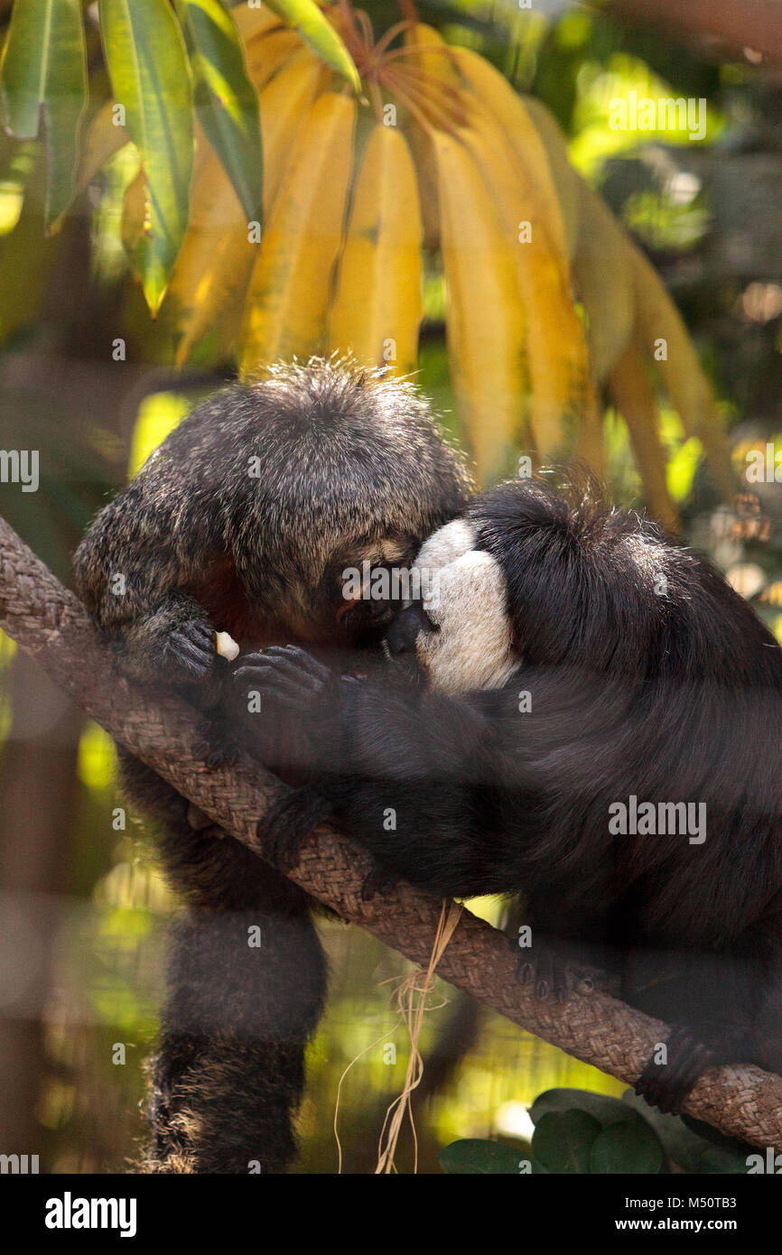 White faced monkey eating hi-res stock photography and images - Alamy