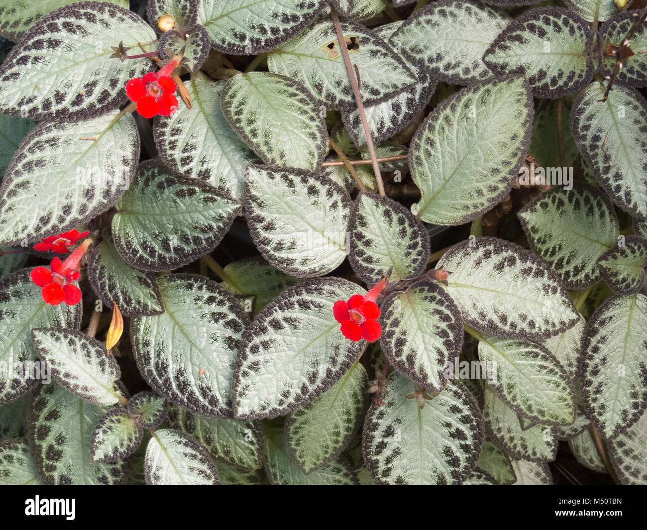 Episcia leaves or plant carpet with red flower Stock Photo