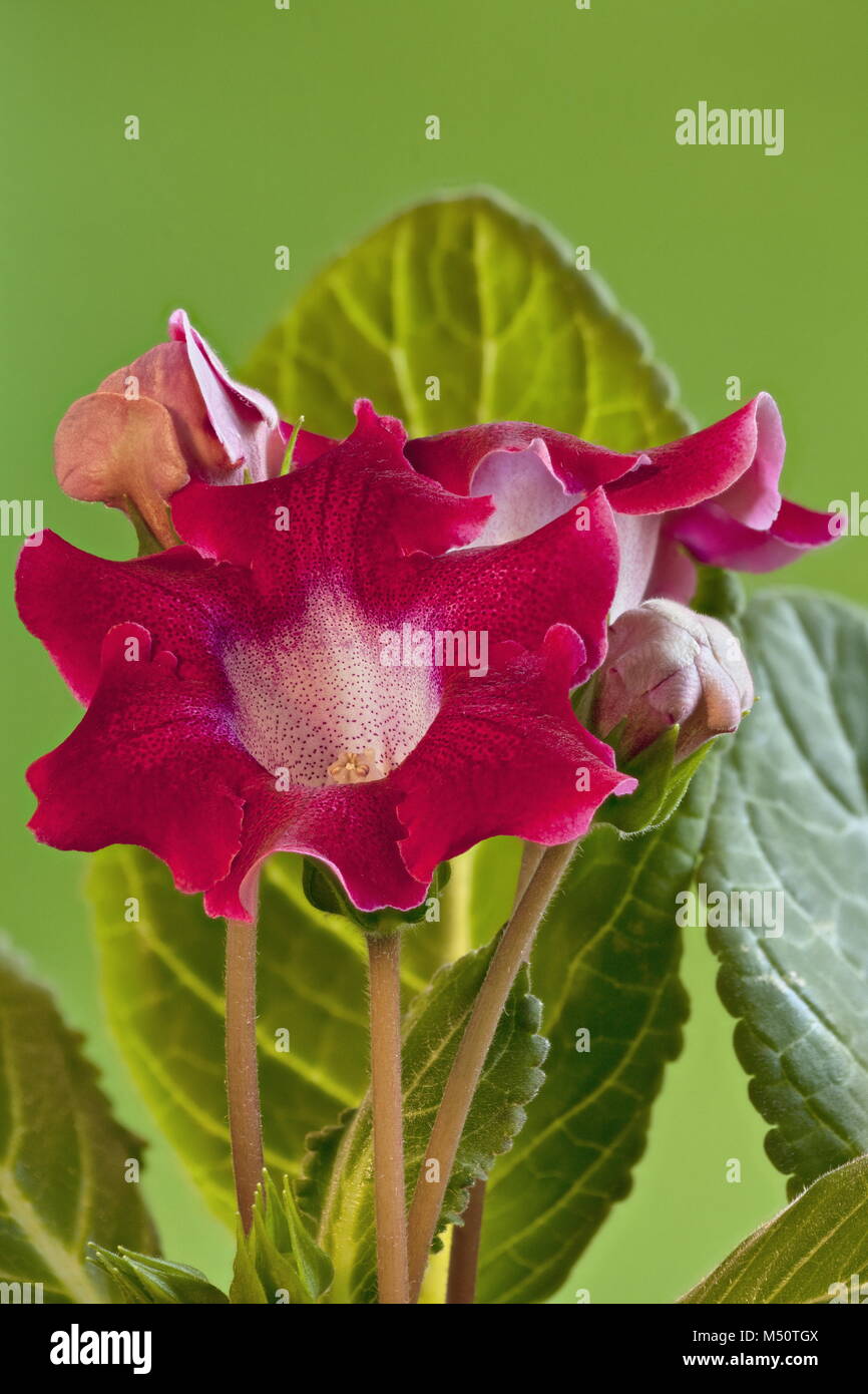 Burgundy flowers hires stock photography and images Alamy