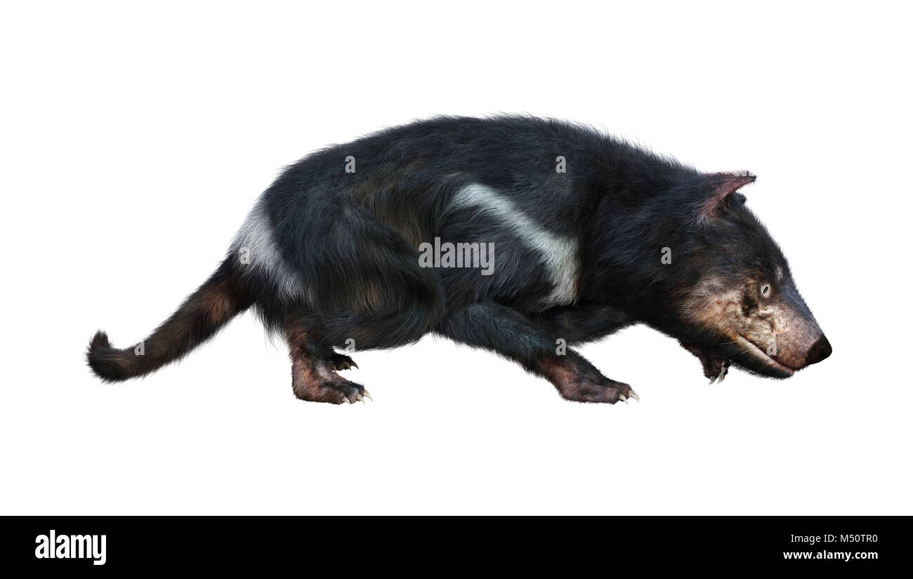 3D rendering of a tasmanian devil isolated on white background Stock ...