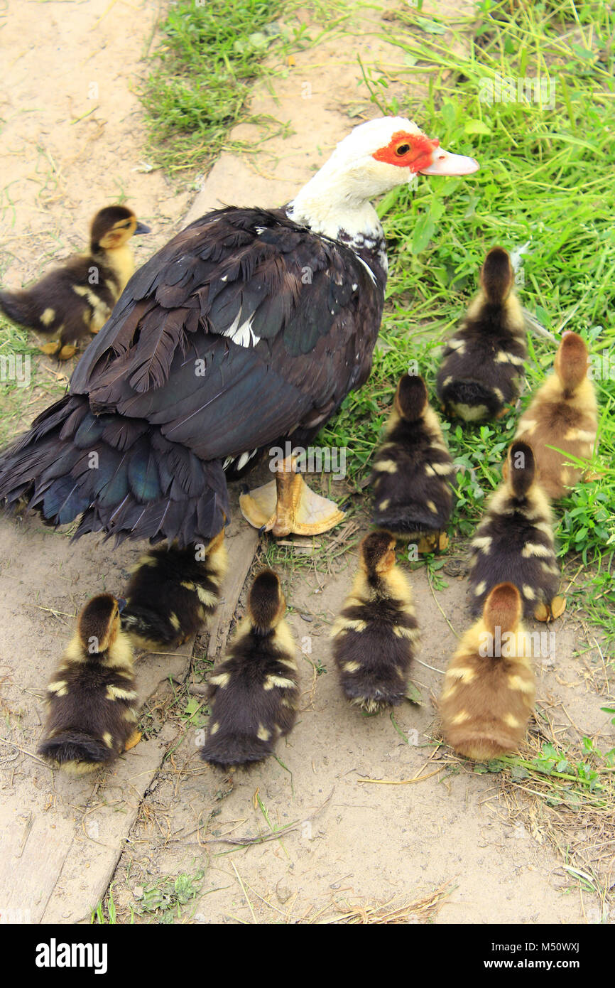 Muscovy duck hen with amusing ducklings in the poultry Stock Photo Alamy