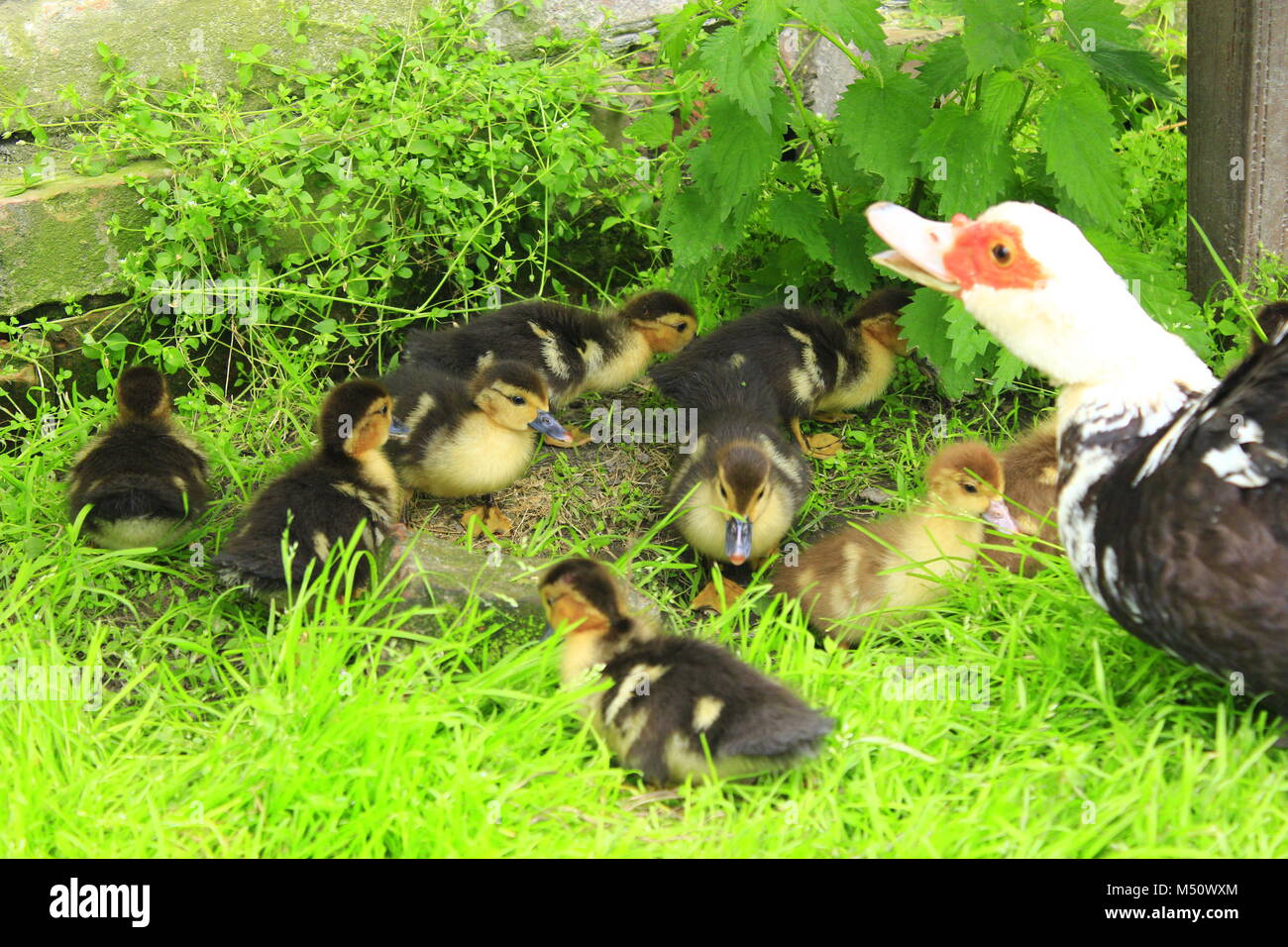 Muscovy duck hen with amusing ducklings on the green grass Stock Photo