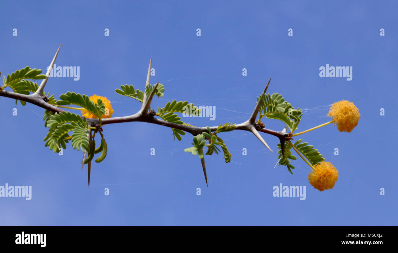 Camel thorn with flowers (Acacia erioloba) Stock Photo