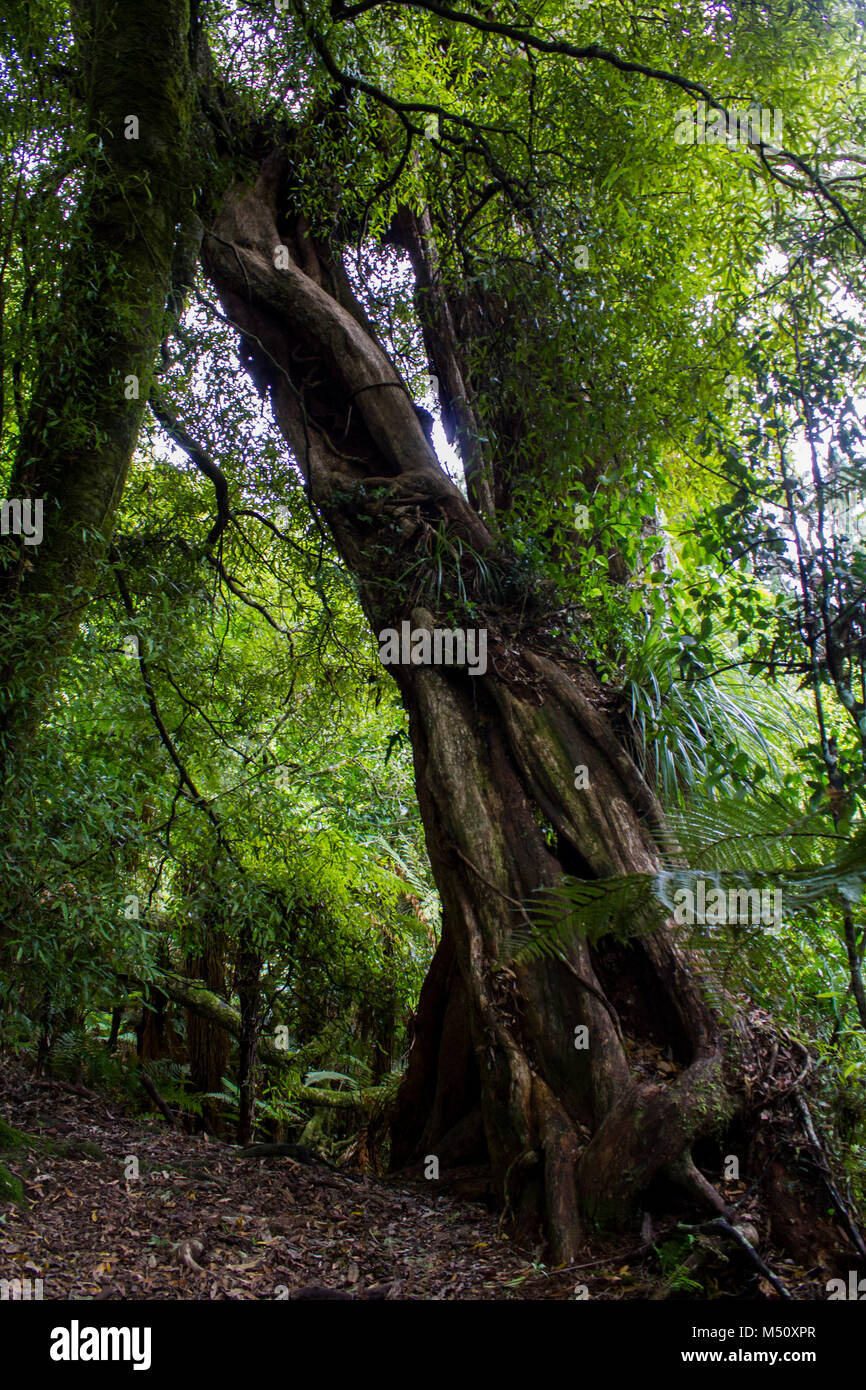 Ancient northern Rata tree twisted trunk Stock Photo