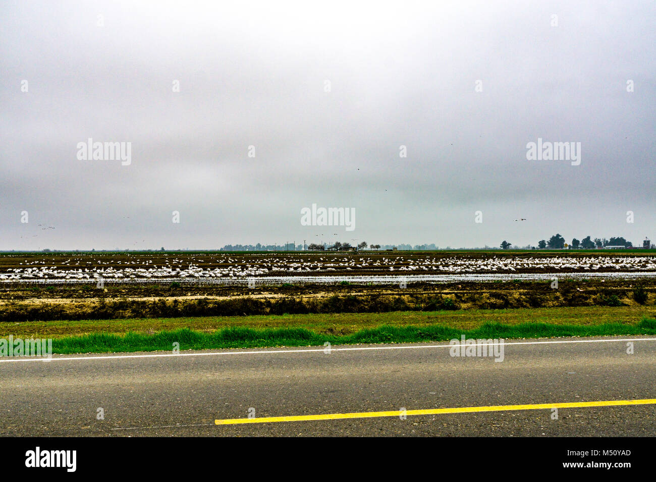 Snow, Ross's and White Front Geese in a rice field near Merced California in the Central Valley of California USA Stock Photo