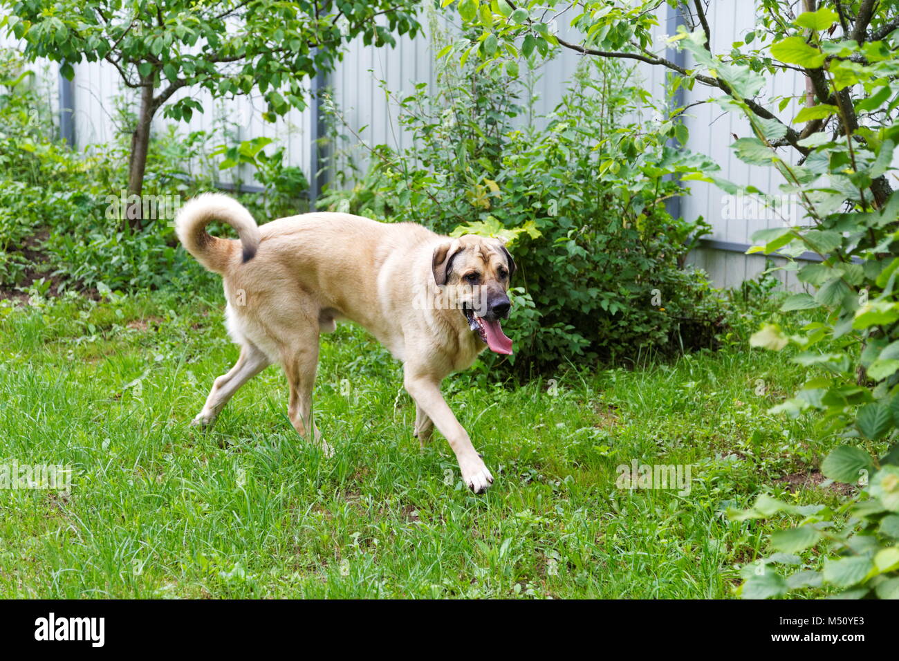 Spanish mastiff runs around the garden on a summer day Stock Photo