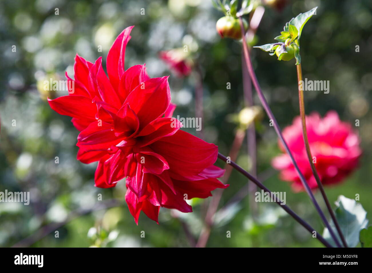 Red flowers dahlias in a garden in the afternoon Stock Photo