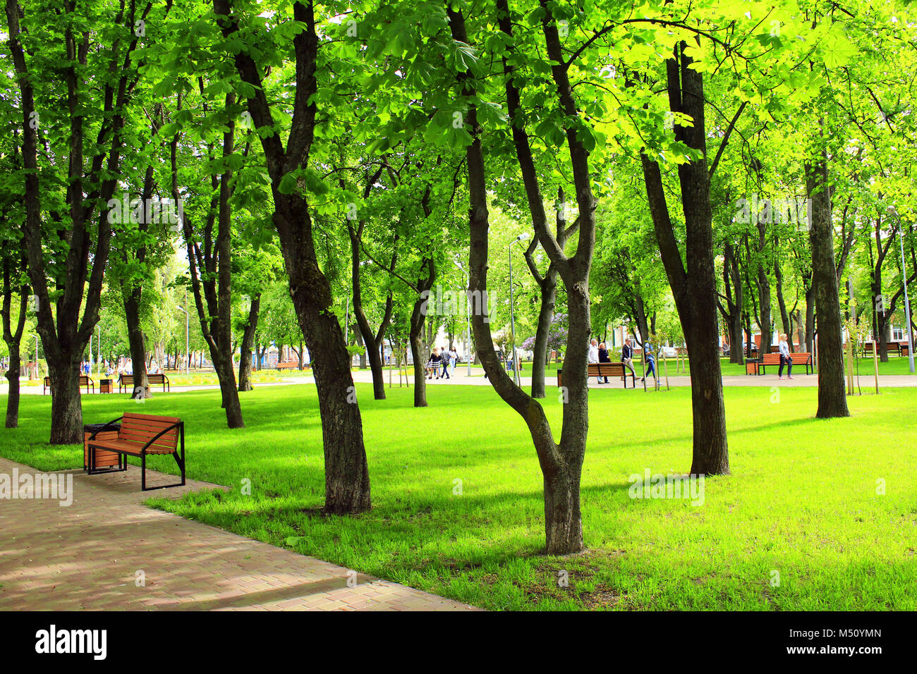 city park with benches and big green trees Stock Photo - Alamy
