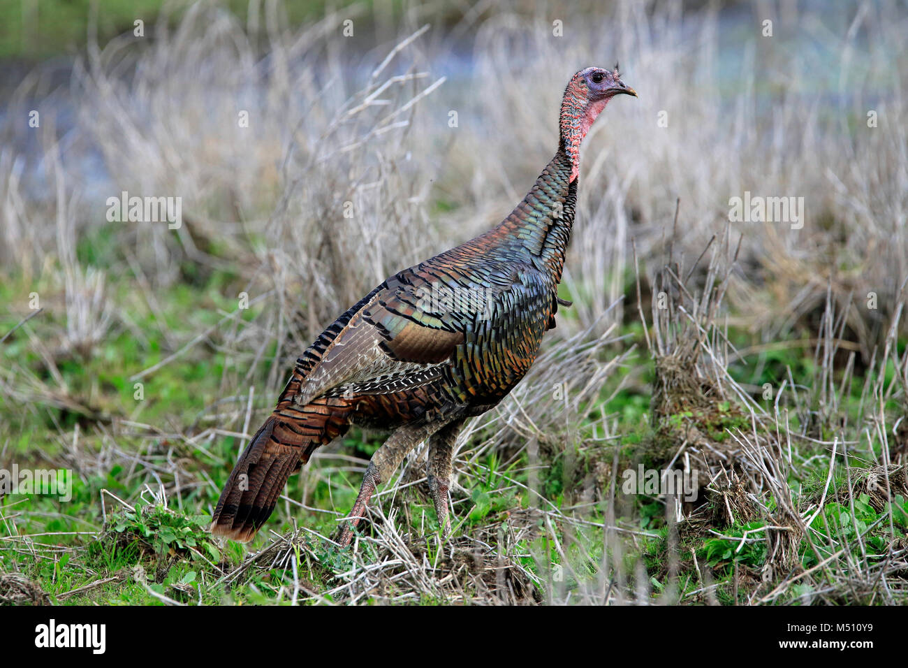 Florida wild turkey bird Stock Photo