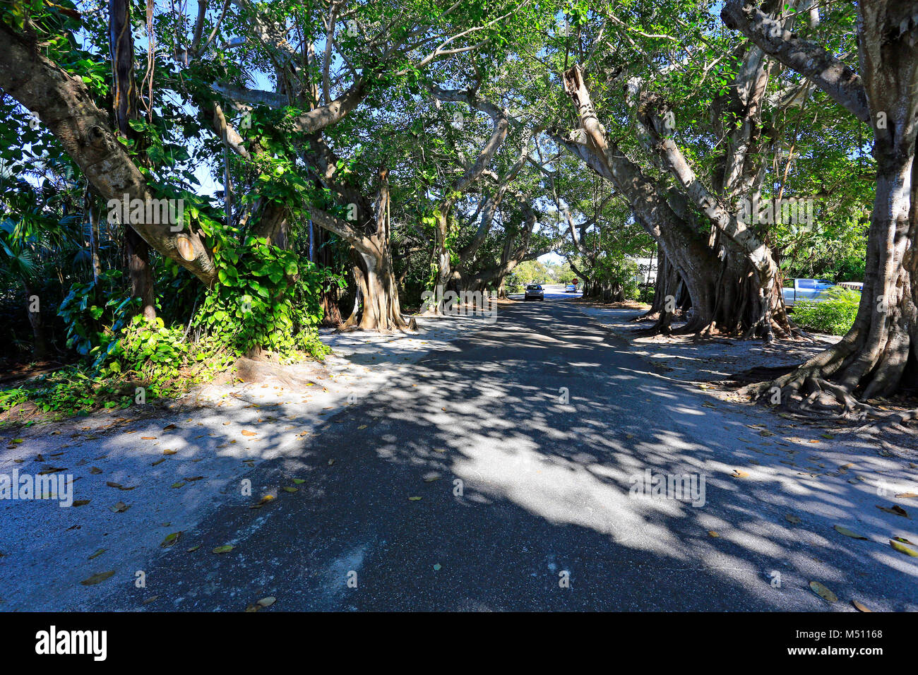 BANYAN tree canopy over Banyan Street in Boca Grande, Gasparilla Island, Florida, Usa Stock Photo