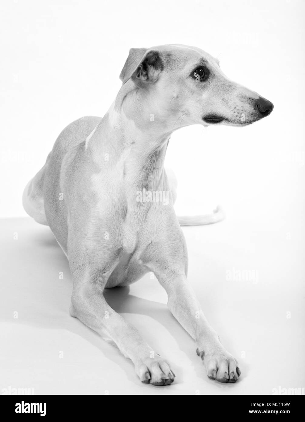 black and white studio shot of female adult Whippet sighthound Stock Photo