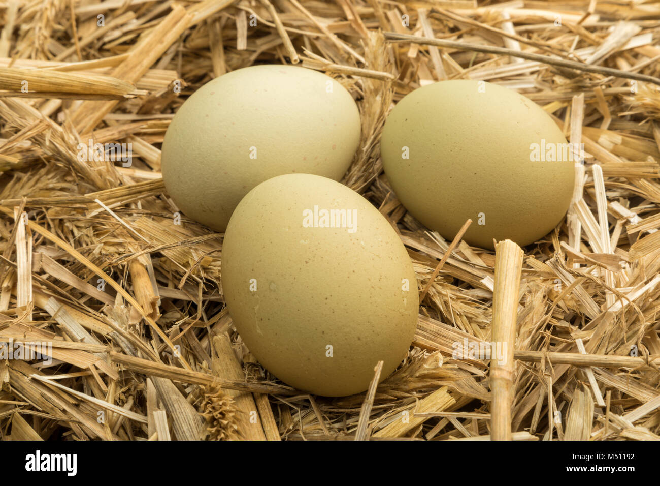 Green eggs from Araucana chicken breed on straw in chicken coop Stock Photo